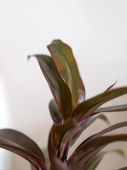 Dracaena Dwarf Green Brown