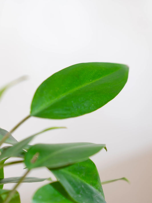 Philodendron Temptation