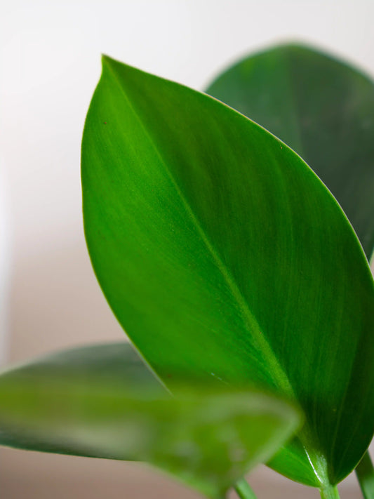 Philodendron Green Congo