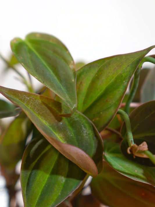 Black Oxycardium Philodendron Micans