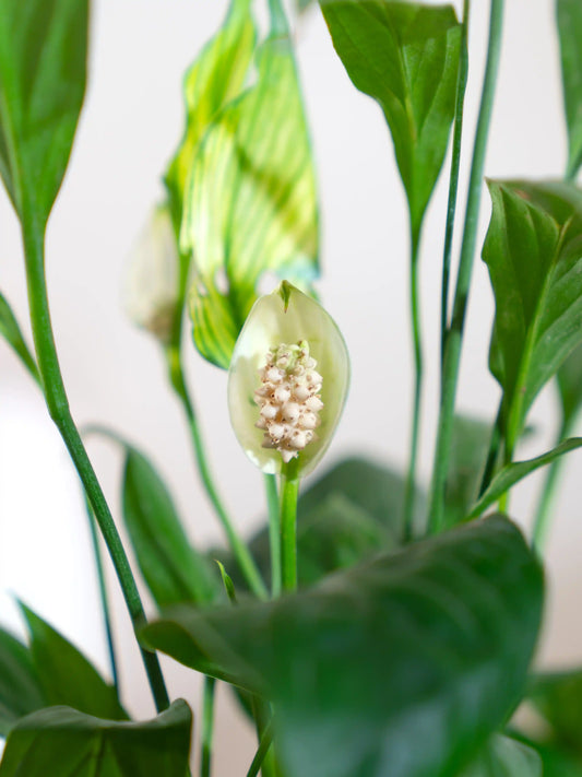 Spathiphyllum Peace Lily