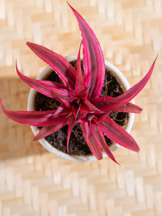Earth Star - Cryptanthus Succulent