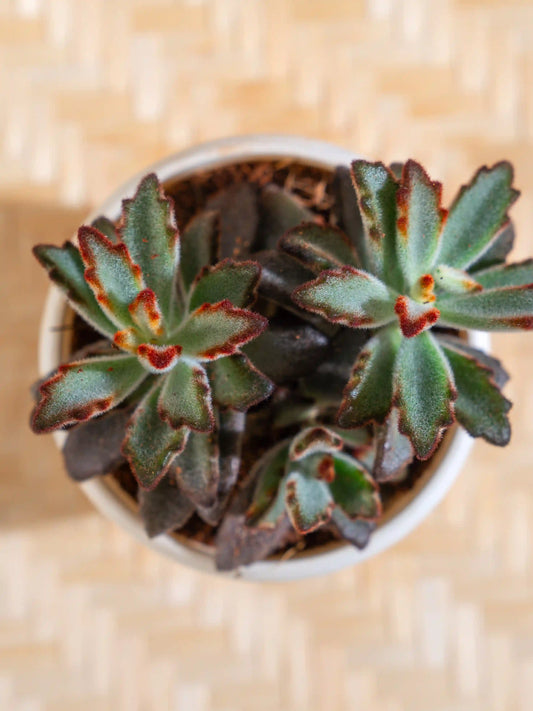 Kalanchoe Tomentosa Chocolate Soldier