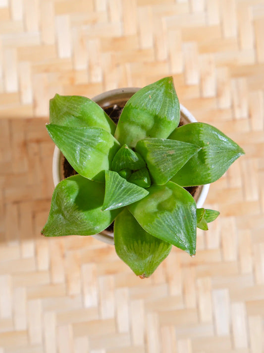 Haworthia Cymbiformis
