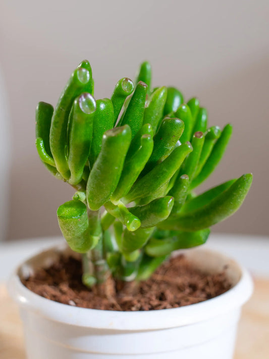 Crassula Ovata Gollum