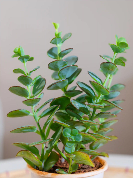 Senecio Crassissimus