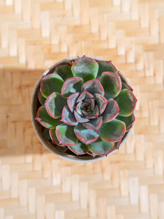 Echeveria Subsesilis Hybrid Silver