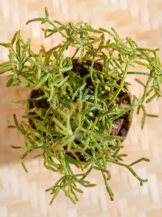 Rhipsalis
