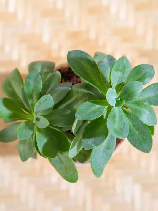 Senecio Cephalophorus