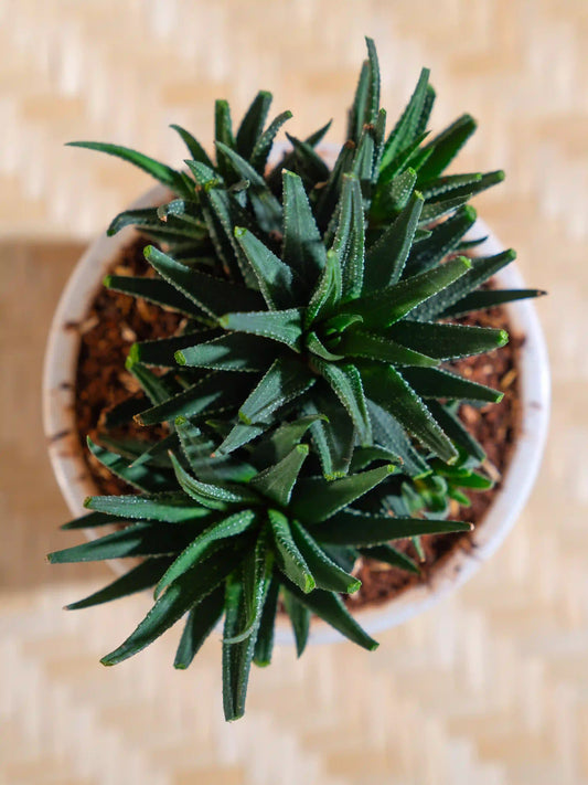 Haworthia Attenuata