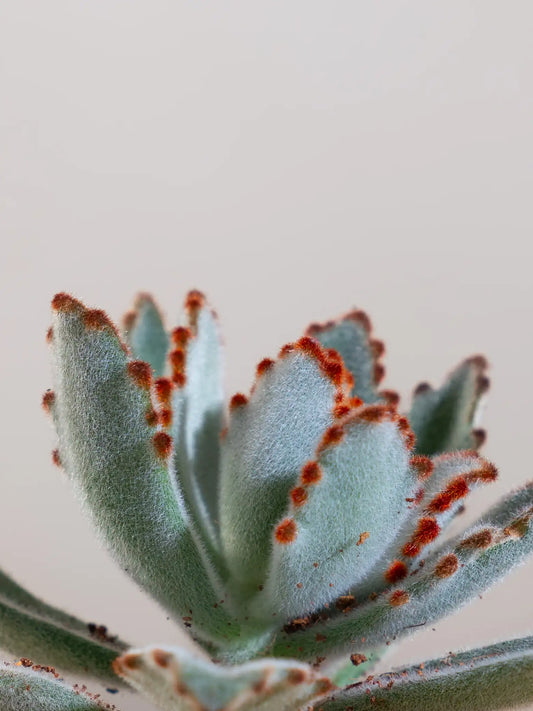 Kalanchoe