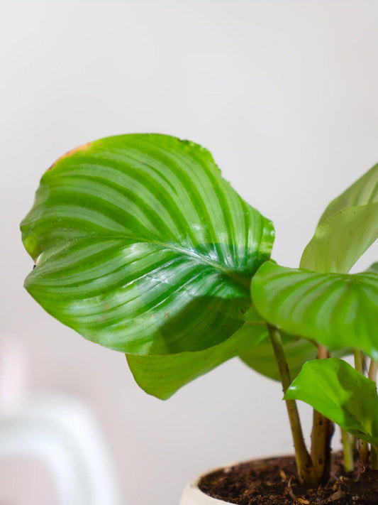 Calathea Orbifolia
