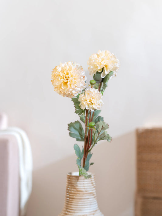 Ball Chrysanthemums
