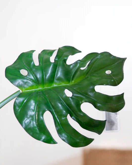 Monstera Leaf Latex