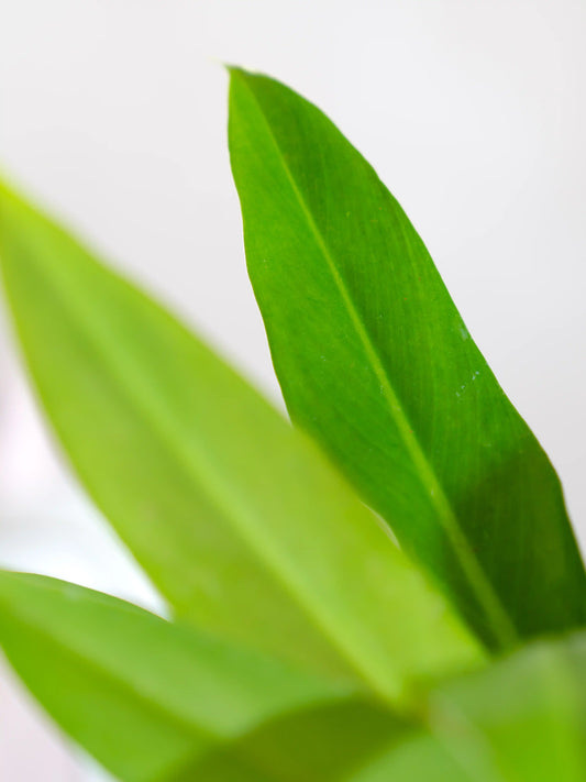 Philodendron Martiana