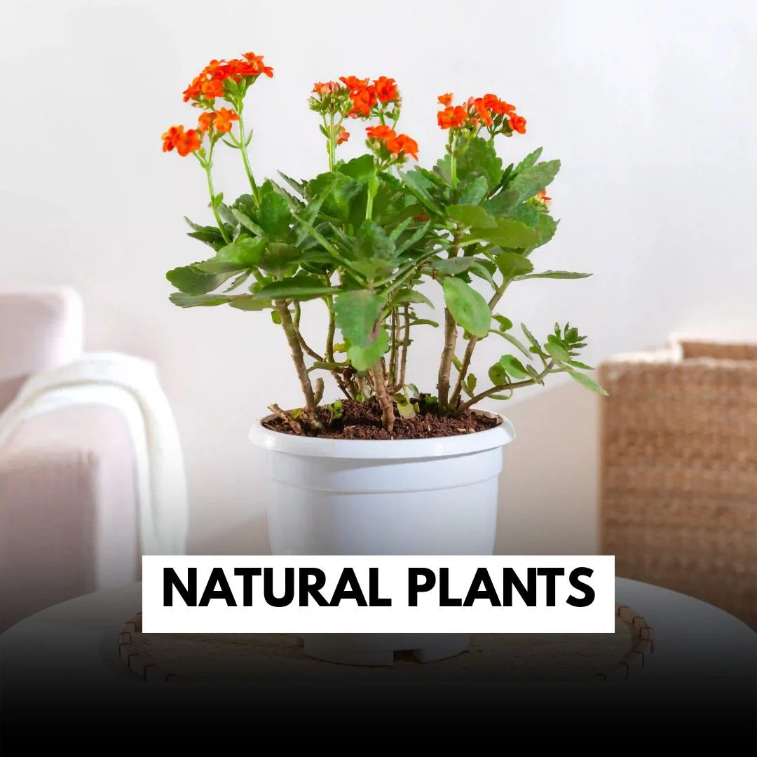 Natural Plants