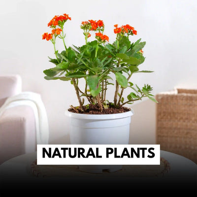 Natural-plants
