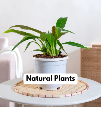Natural-plants
