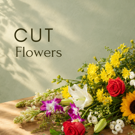 Cut Flowers
