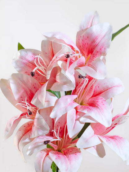 Asiatic Lily