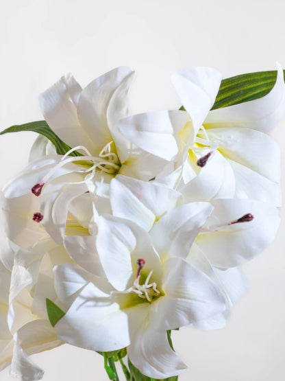 Asiatic Lily