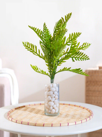 Fern Leaf Bush