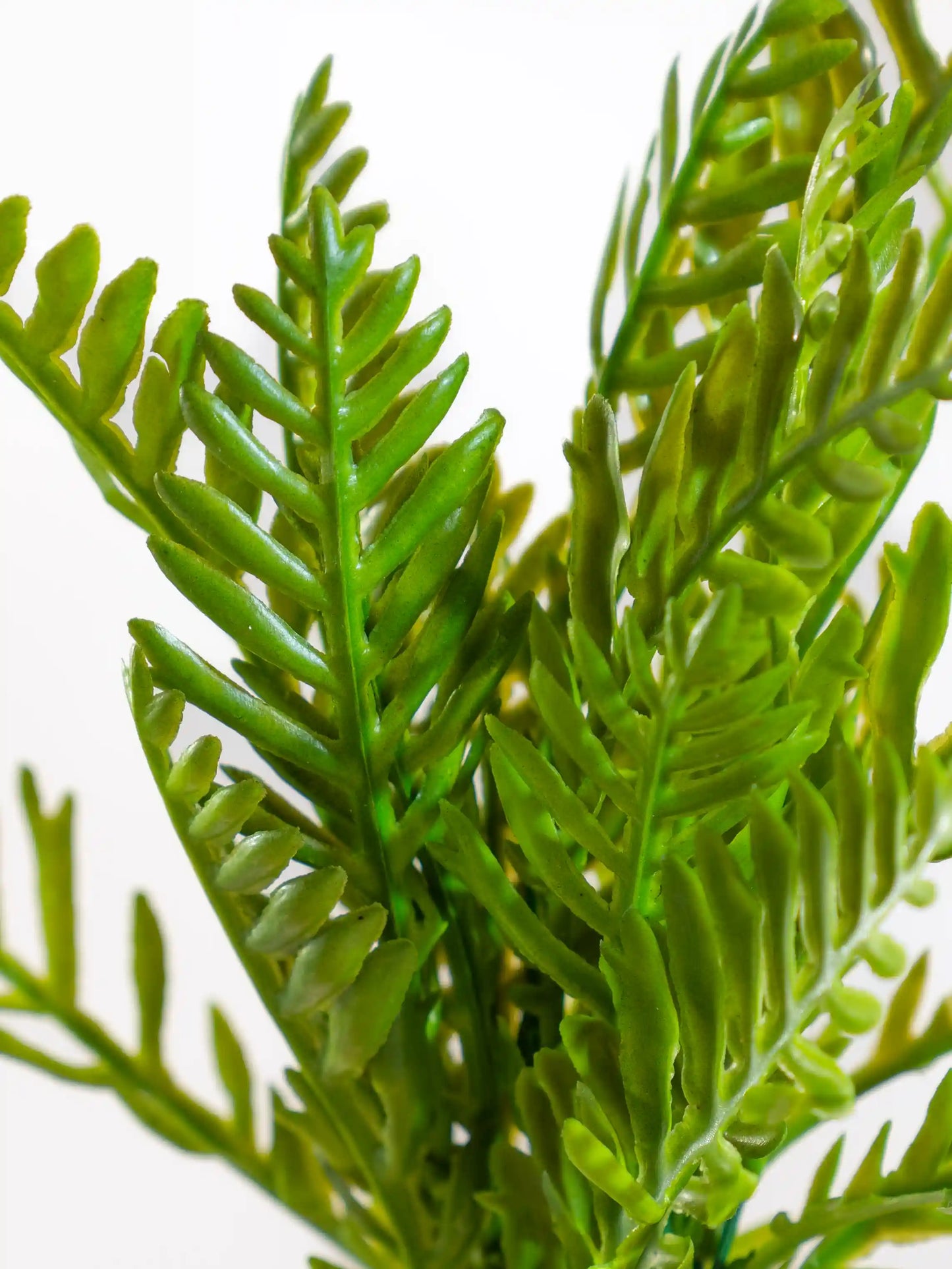 Fern Leaf Bush