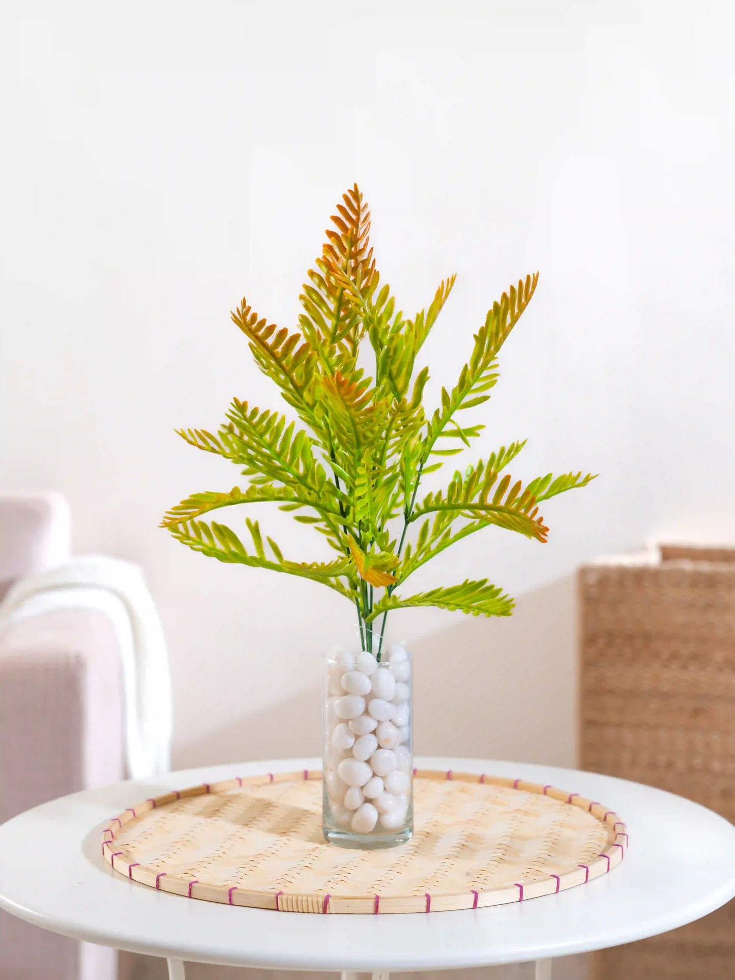 Fern Leaf Bush