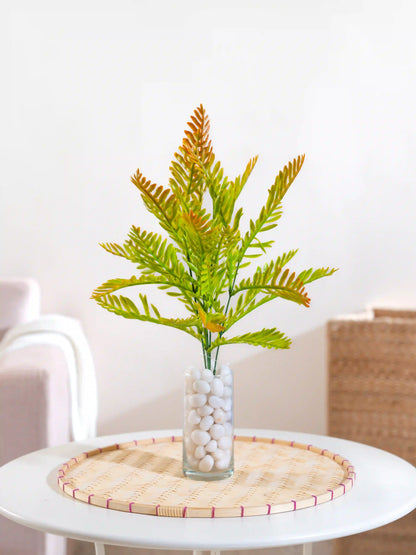 Fern Leaf Bush
