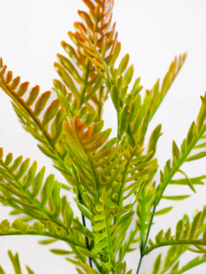 Fern Leaf Bush