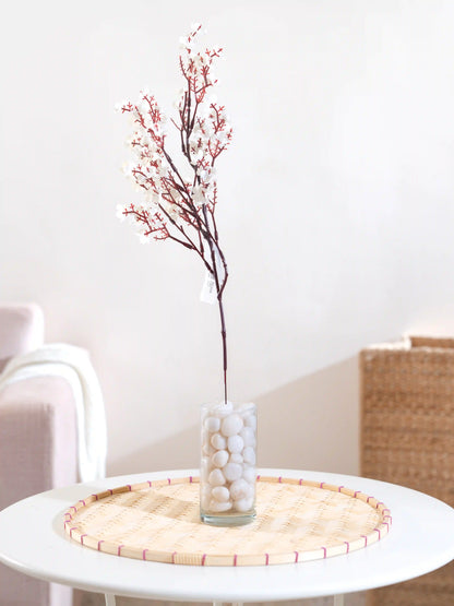 Gypsophila