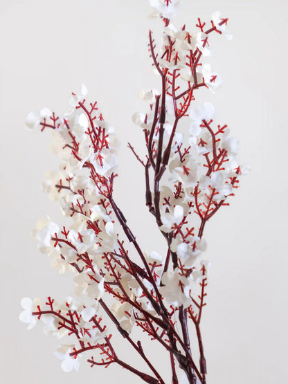 Gypsophila