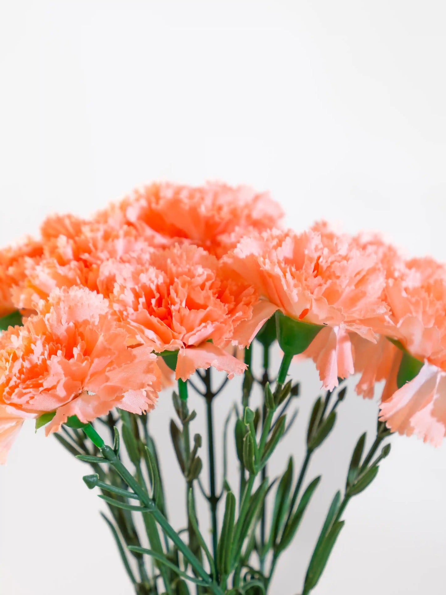 Carnations