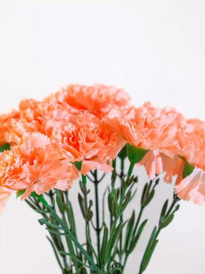 Carnations