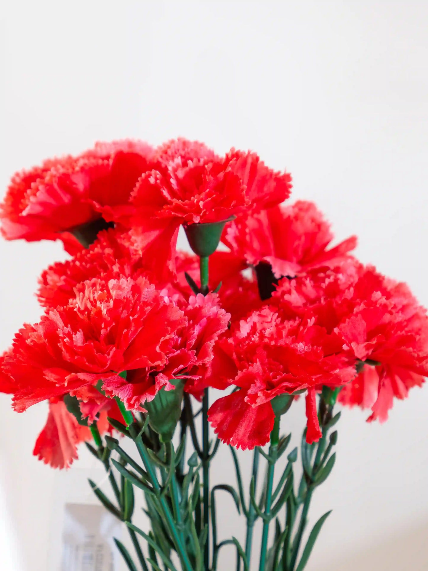 Carnations
