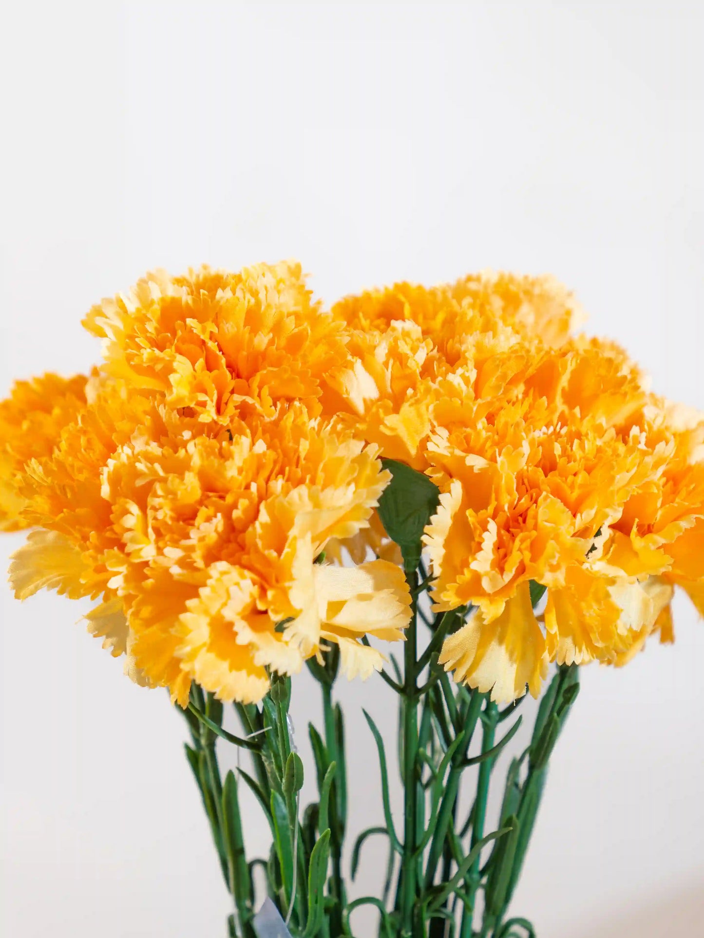Carnations