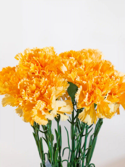 Carnations