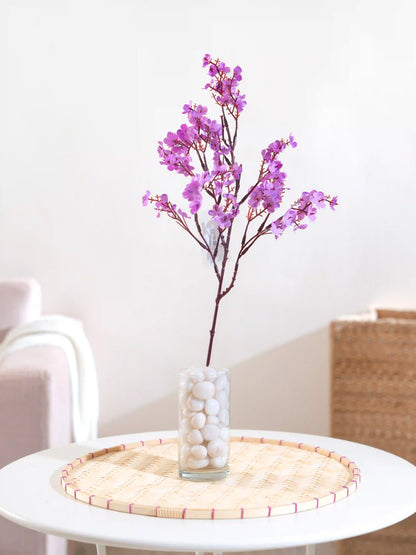 Gypsophila