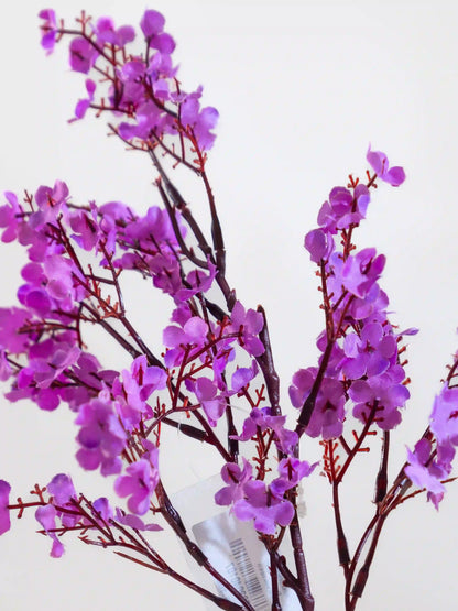 Gypsophila