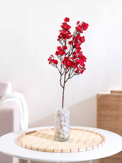 Gypsophila