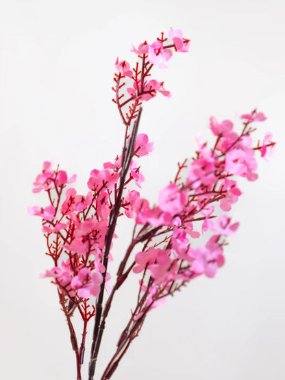 Gypsophila