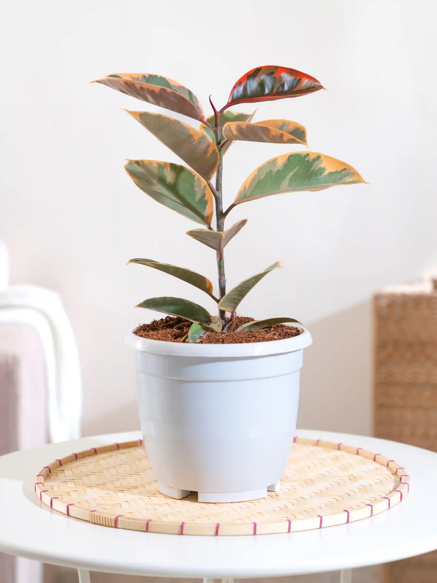Rubber Plant Variegated
