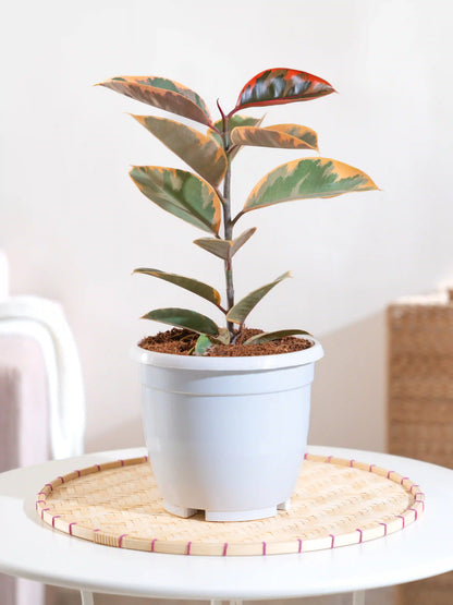 Rubber Plant Variegated