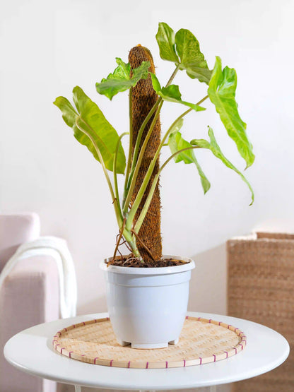 Philodendron Paraiso Verde