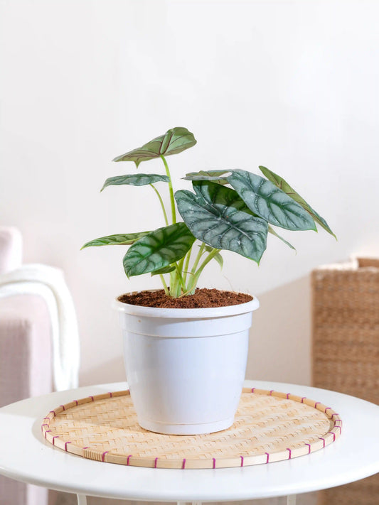 Alocasia Silver Dragon