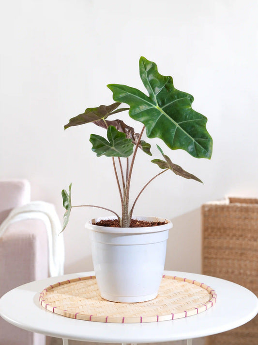 Alocasia Pseudo Sanderiana