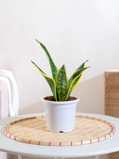 Snake Plant - Sansevieria Superba