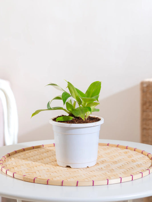 Philodendron White Wizard