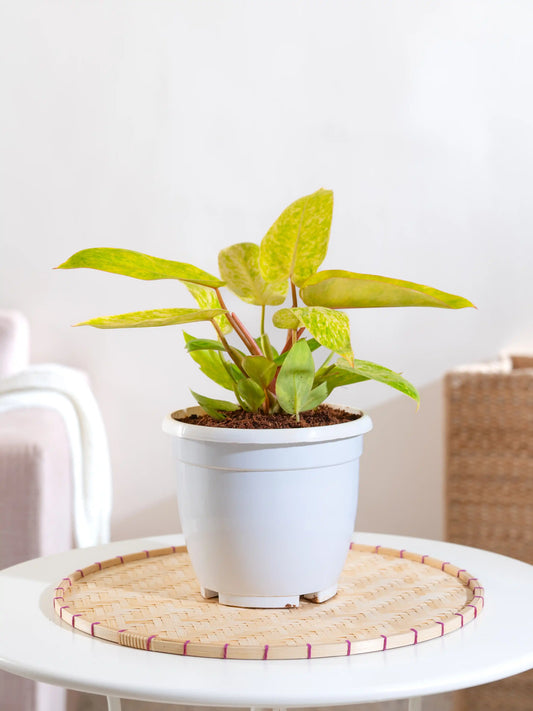Philodendron Painted Lady