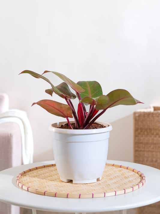 Philodendron Red Sun